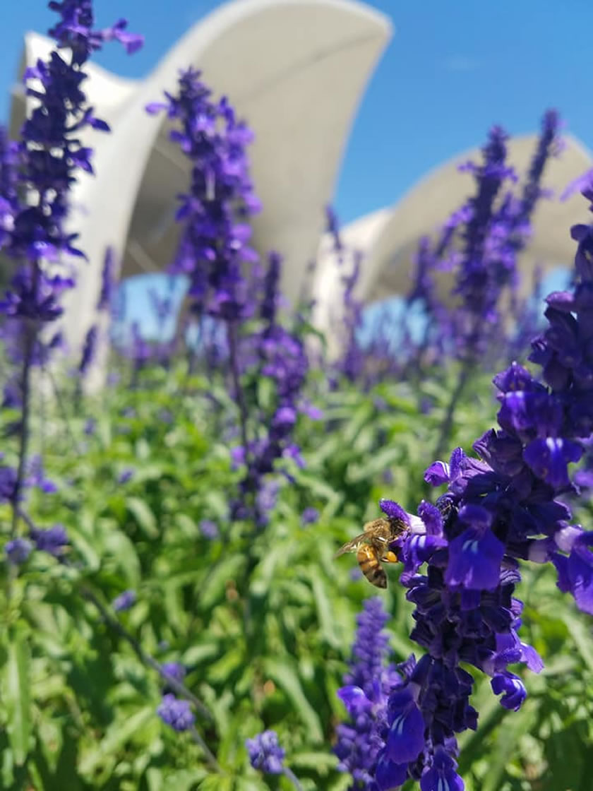 confluence-salvia-honeybee