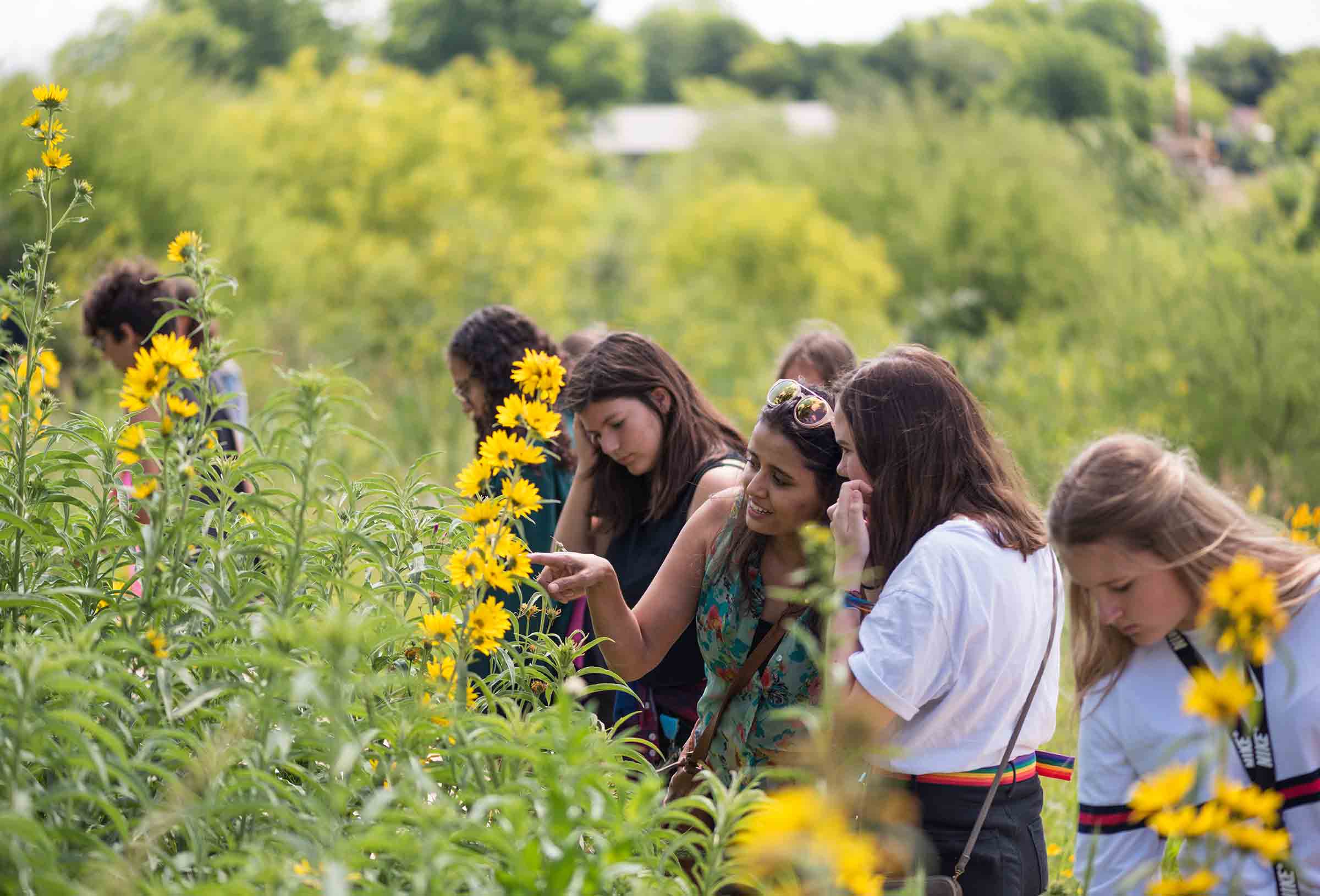 Event Image - Confluence Park Sunflowers